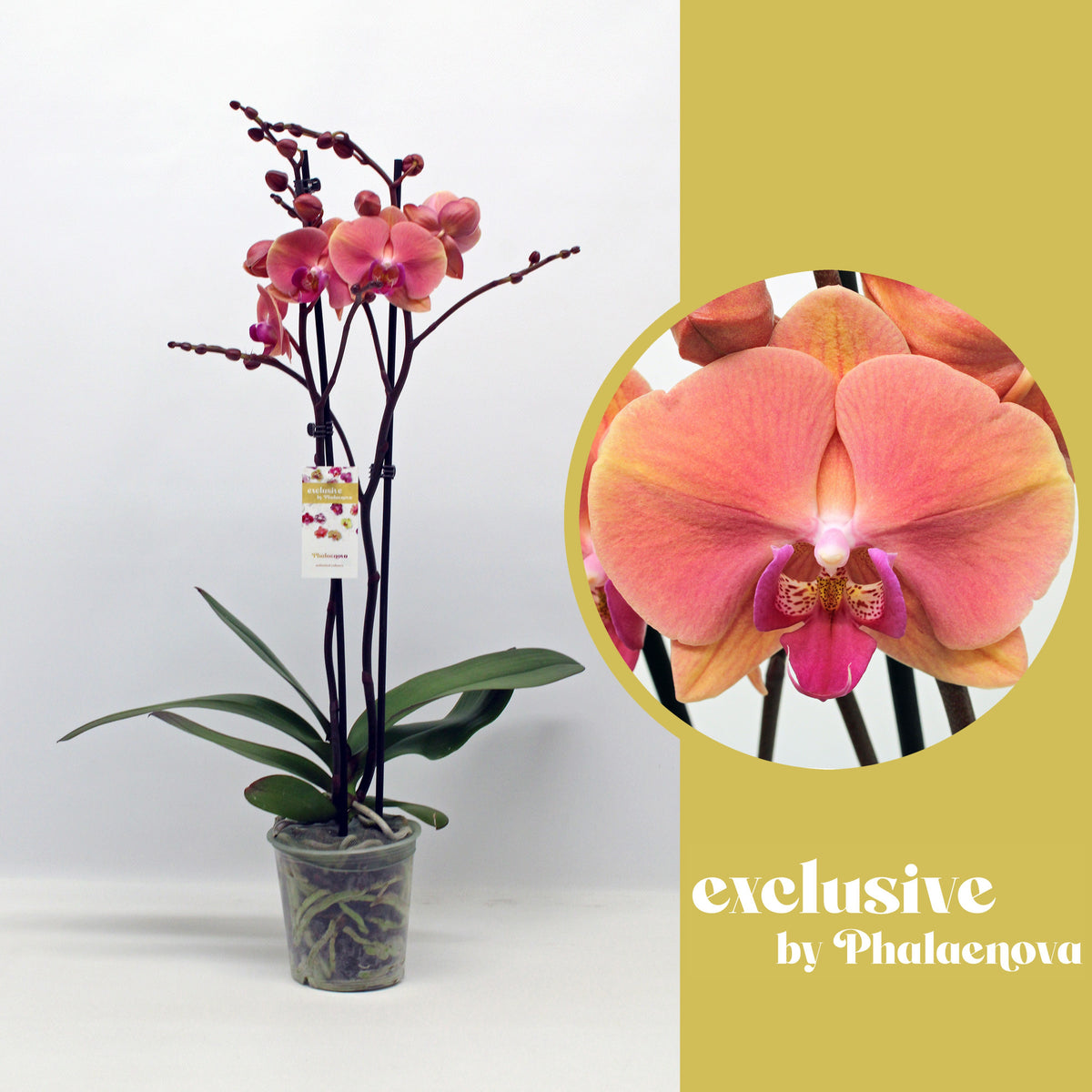 Phalaenopsis orange 60cm 12cm Pot