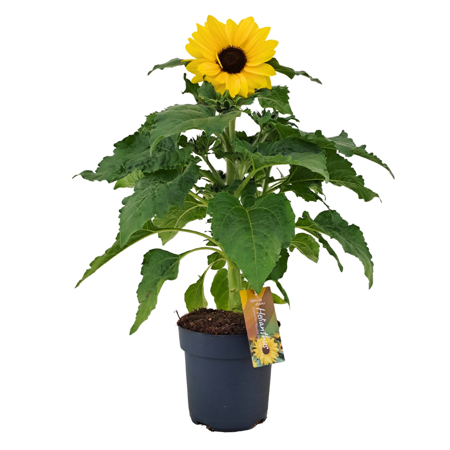 Helianthus ann. Sunfinity Yellow Dark 70cm 17cm Pot