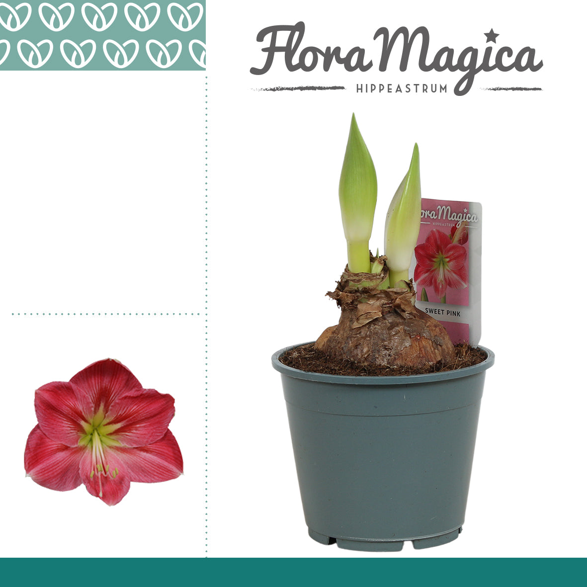 Vreugdenhil Bulbs & Plants Hippeastrum pink Pack of 8