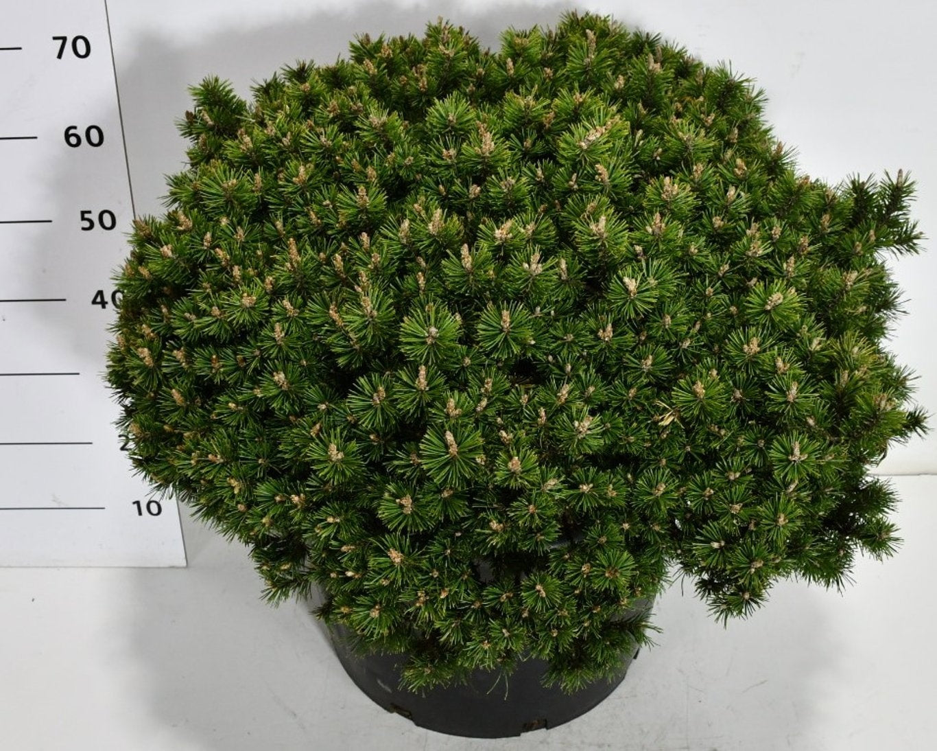 Pinus mugo Humpy 70cm 54cm Pot