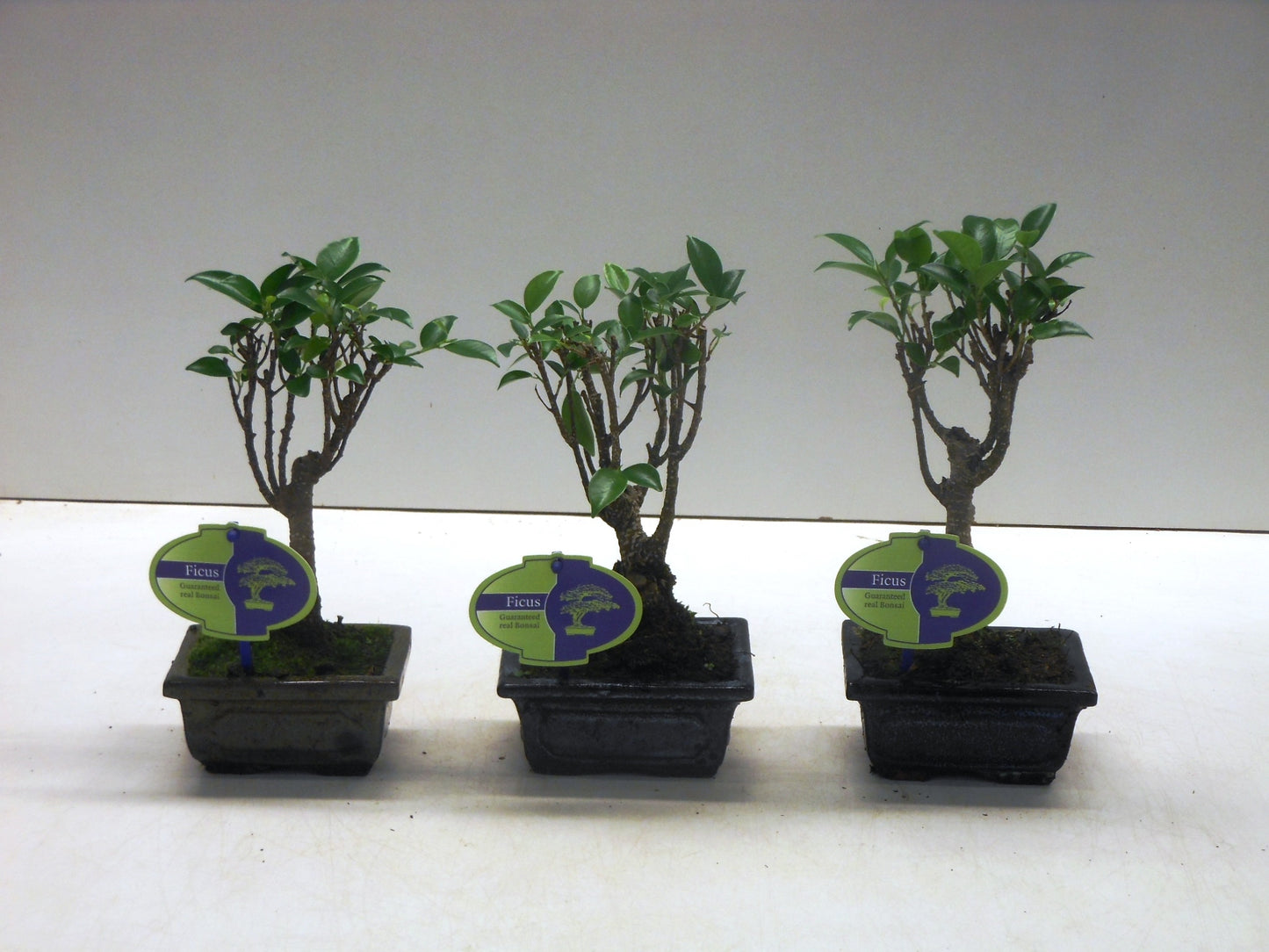 Bonsai Mix 20cm 12cm Pot