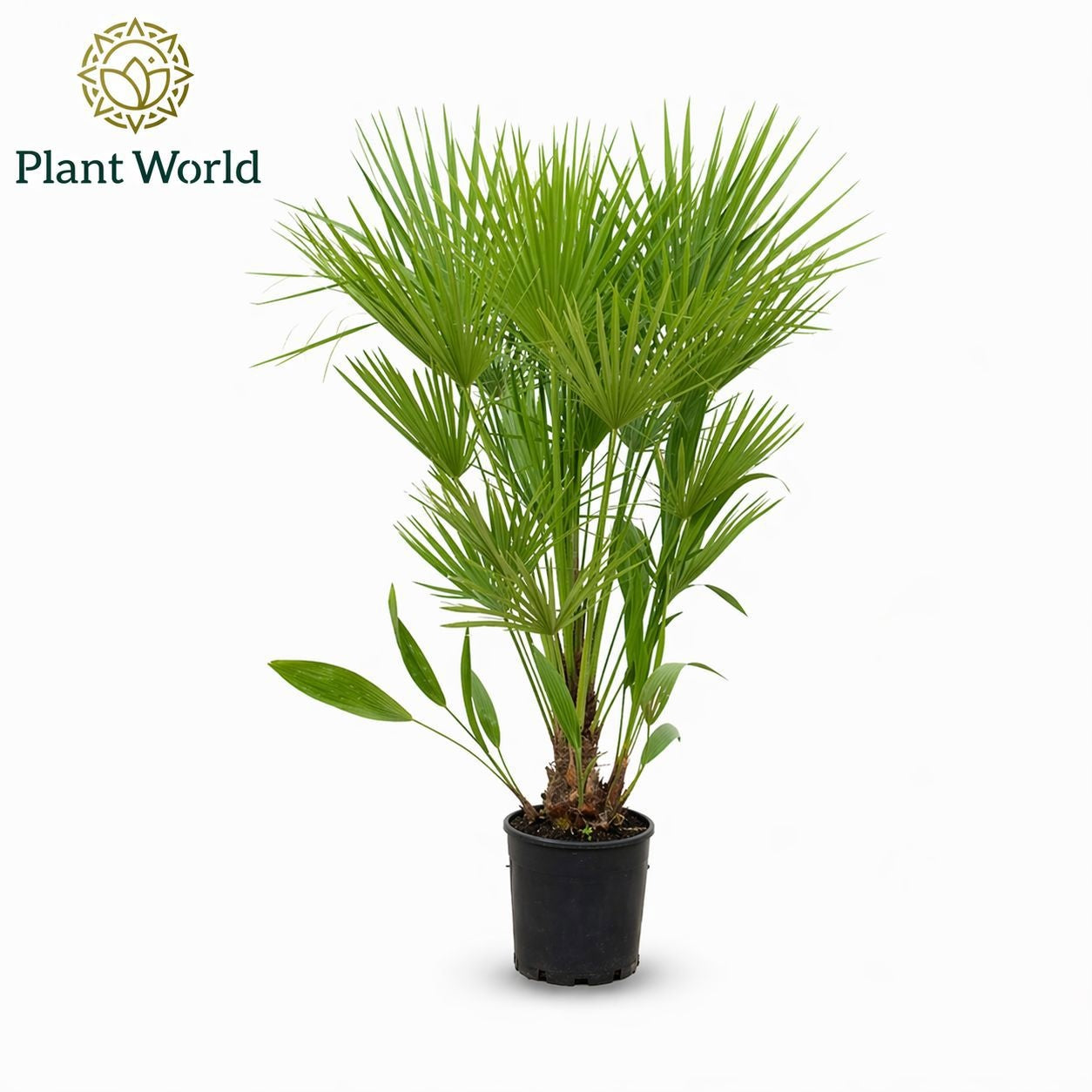Plantworld ArendTropical Chamaerops humilis Pack of 5