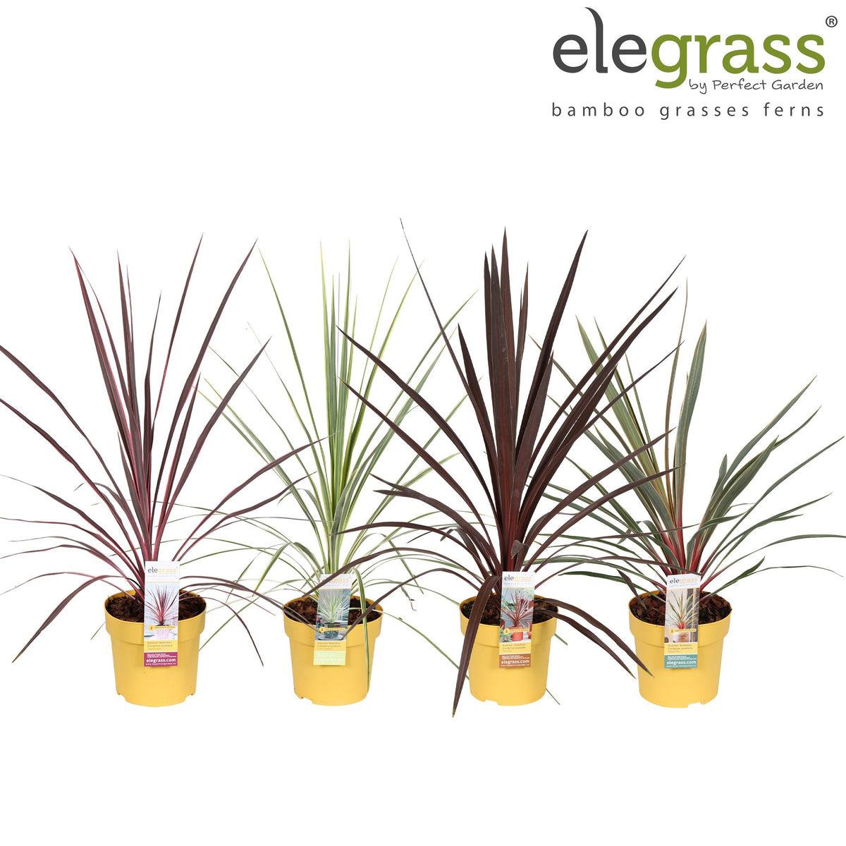Cordyline mix 70cm 14cm Pot