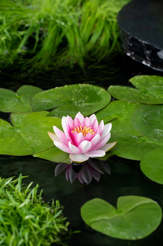 Waterplkw R. Moerings Nymphaea Attraction Pack of 6