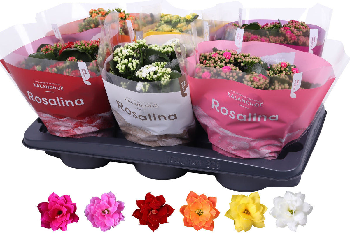 Kalanchoe Rosalina mix 27cm 15cm Pot