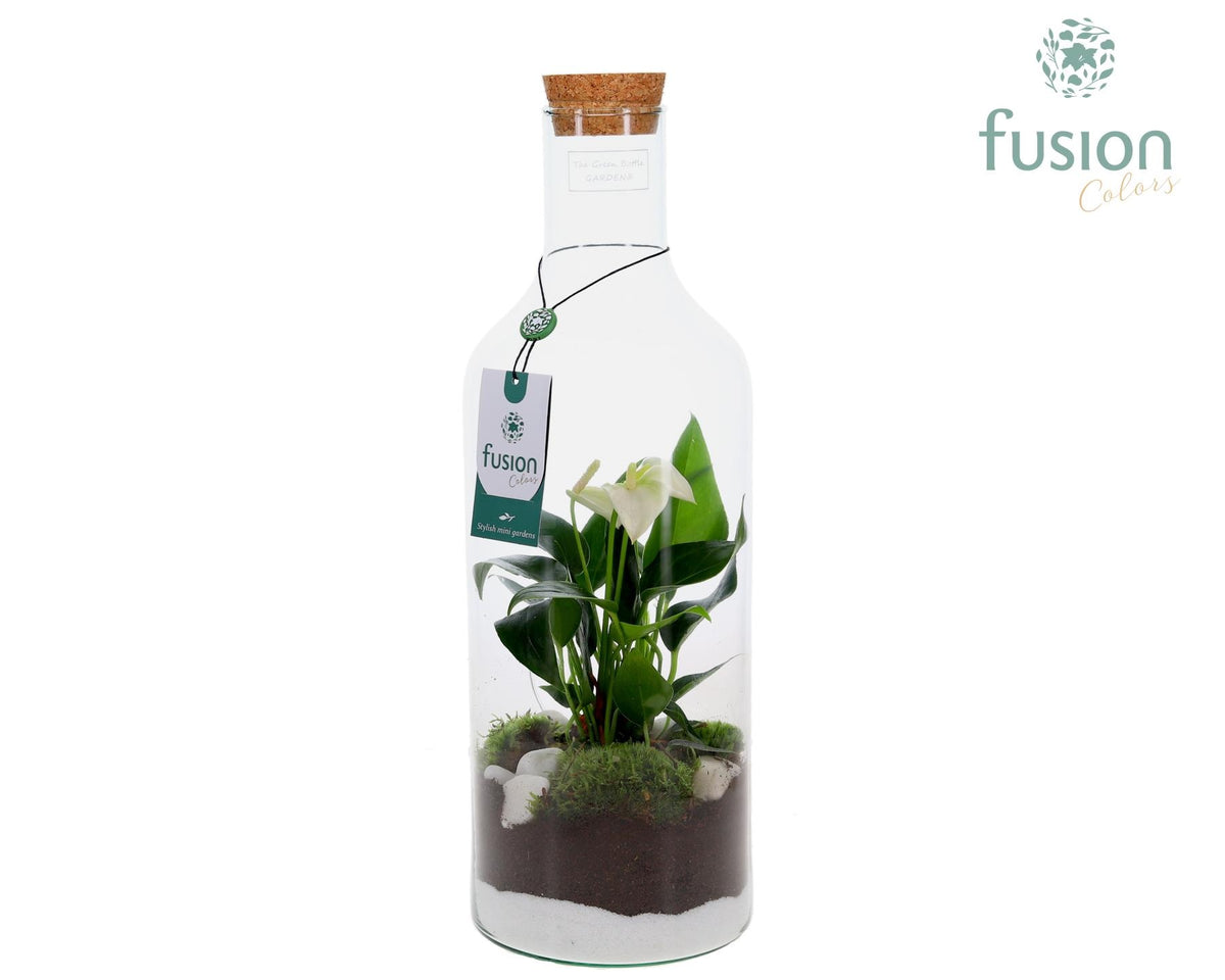 Green Bottle Fles Medium met Anthurium 43cm 15cm Pot