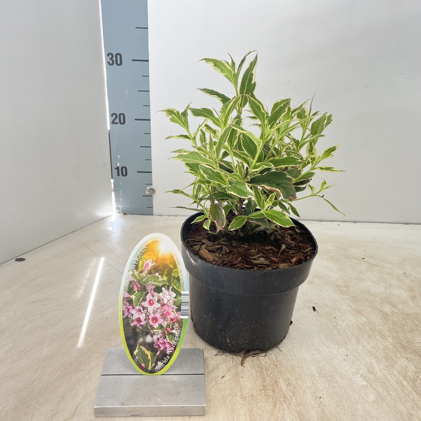 Weigela flor. Variegata 50cm 17cm Pot