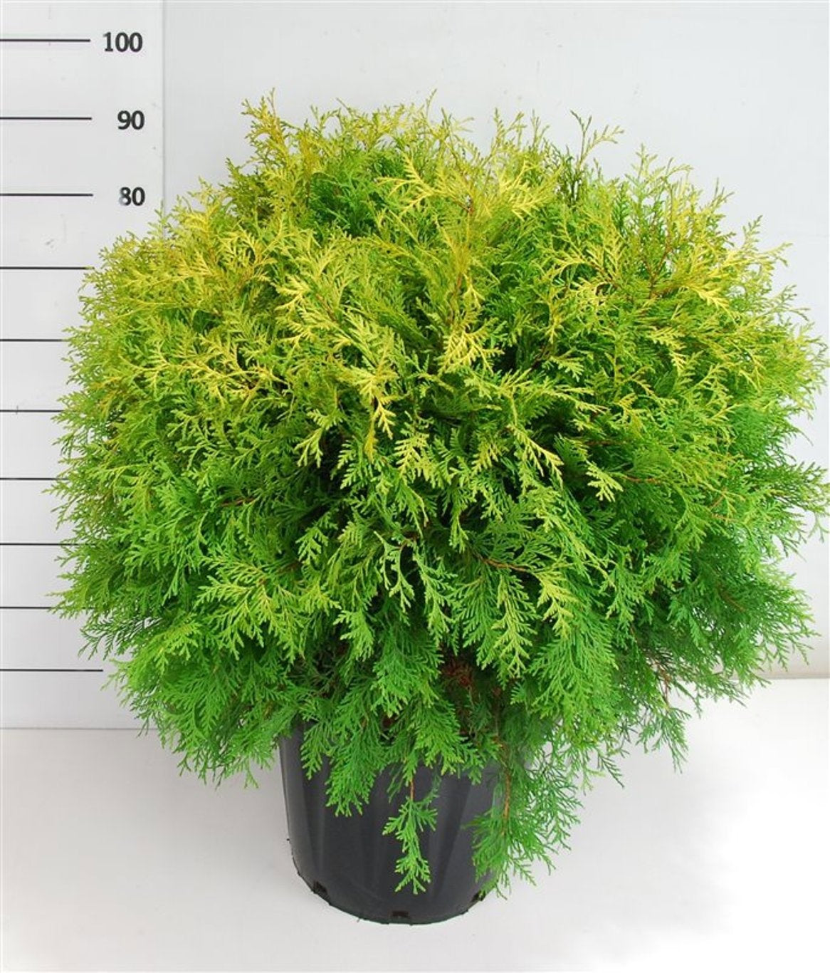 Thuja occidentalis Golden Globe 100cm 38cm Pot