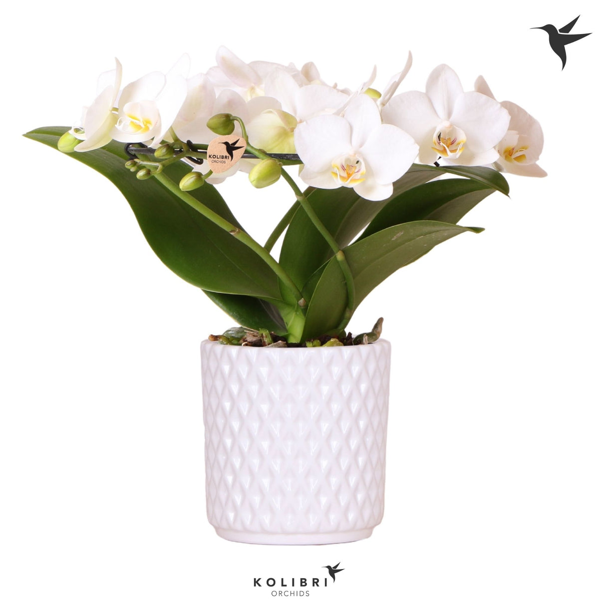 Phalaenopsis multiflora white 30cm 9cm Pot