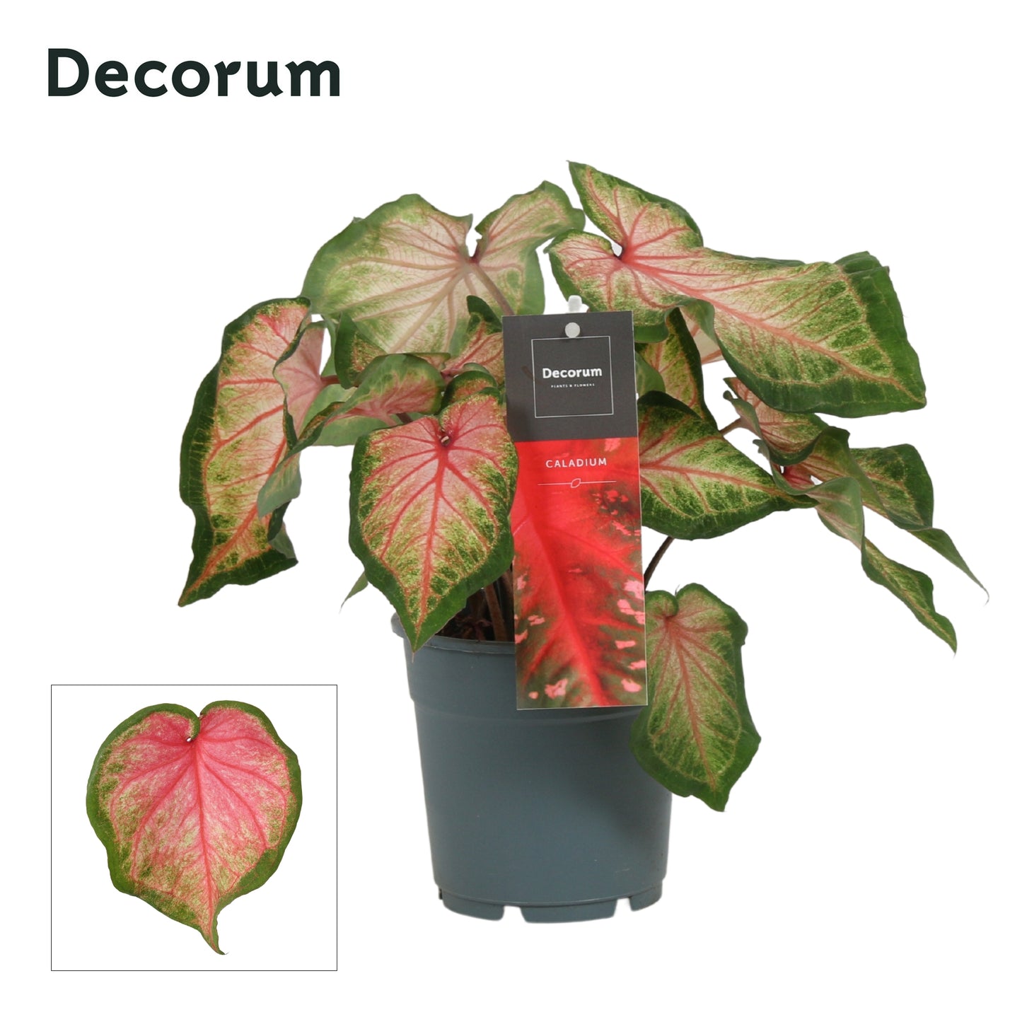 Vreugdenhil Bulbs & Plants Caladium pink Pack of 10