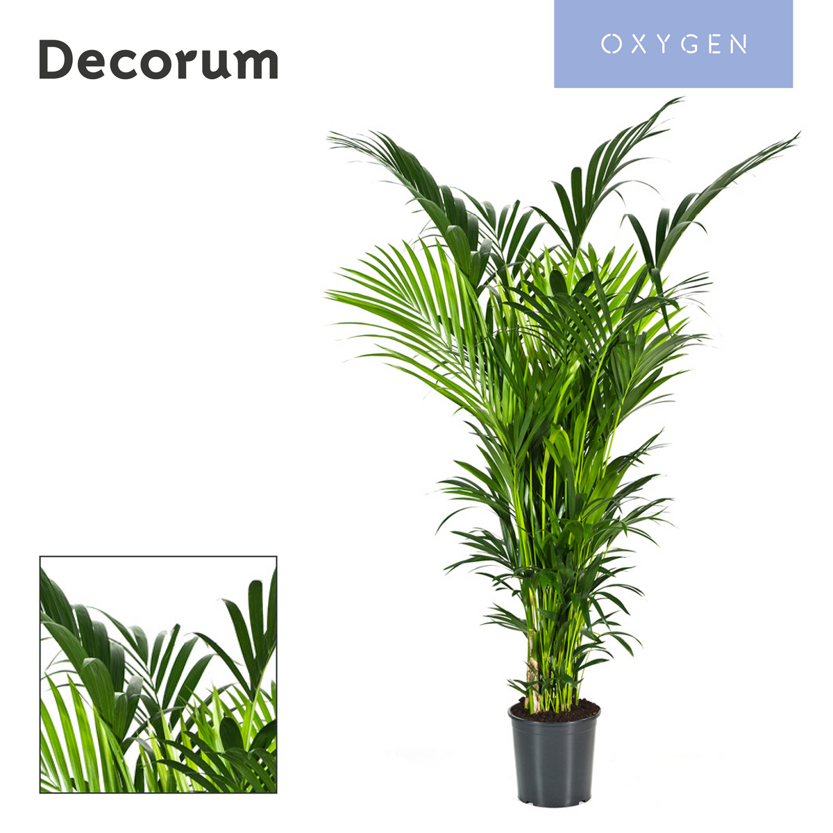 Howea forsteriana 200cm 32cm Pot