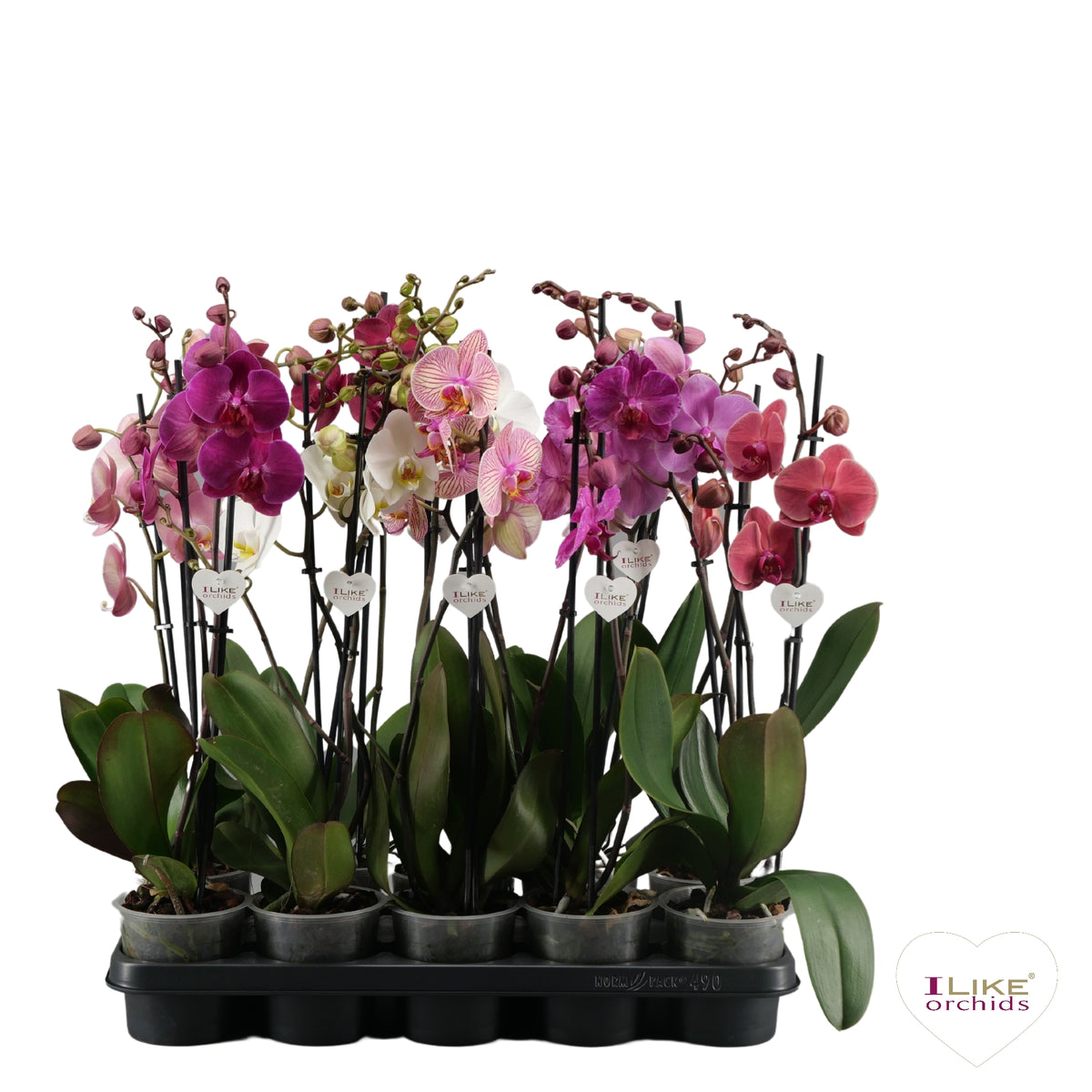 Phalaenopsis mix 55cm 12cm Pot