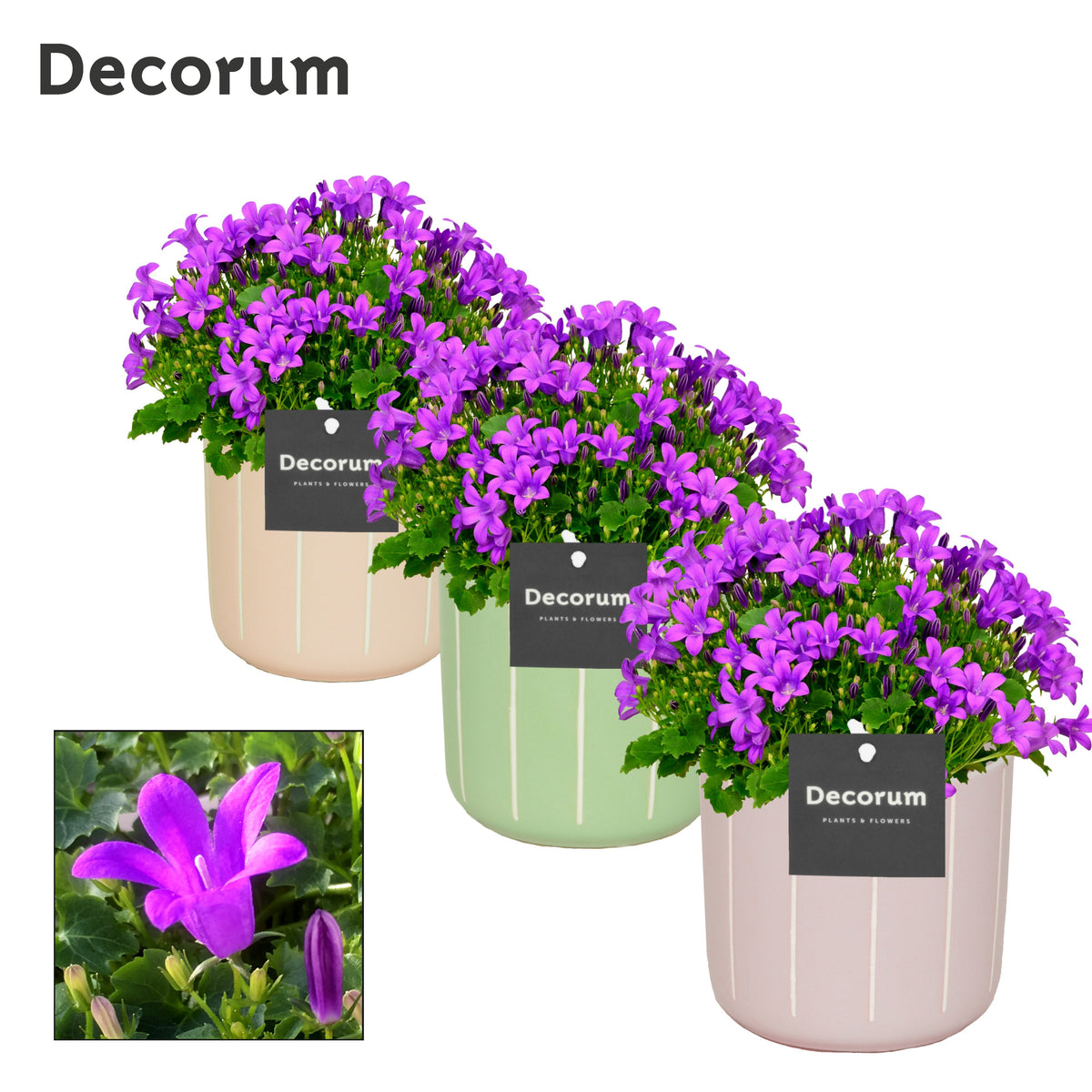 Campanula Porto 22cm 14cm Pot