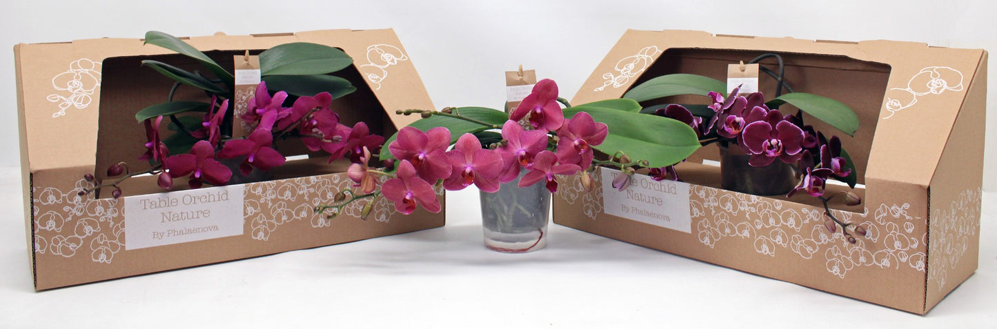 Phalaenopsis red 35cm 12cm Pot