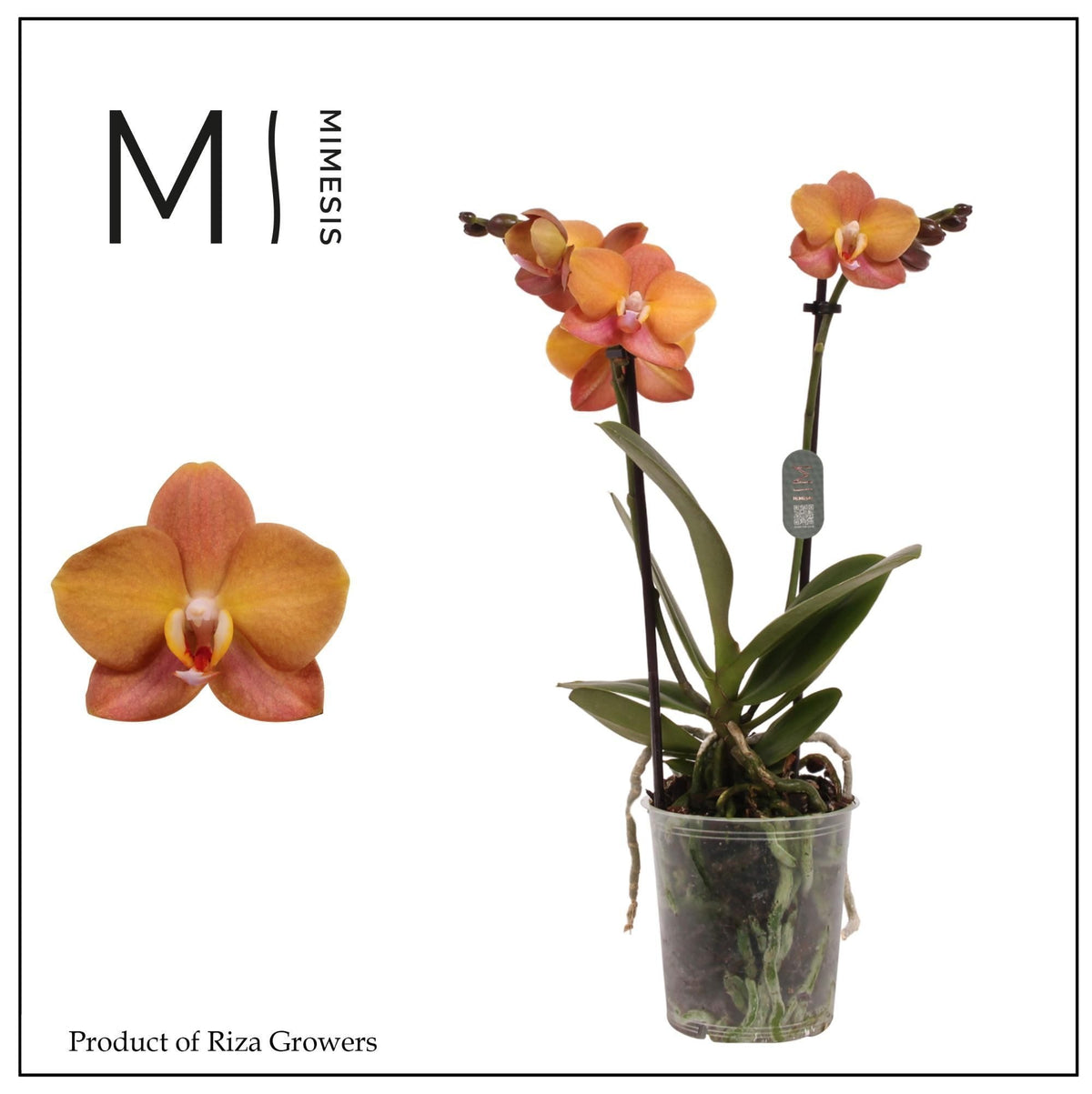 Phalaenopsis Orange 35cm 9cm Pot
