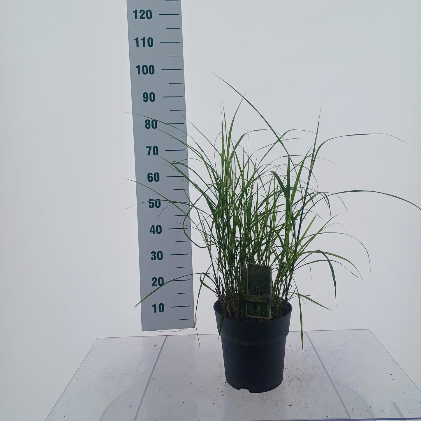 Miscanthus sinensis 70cm 23cm Pot