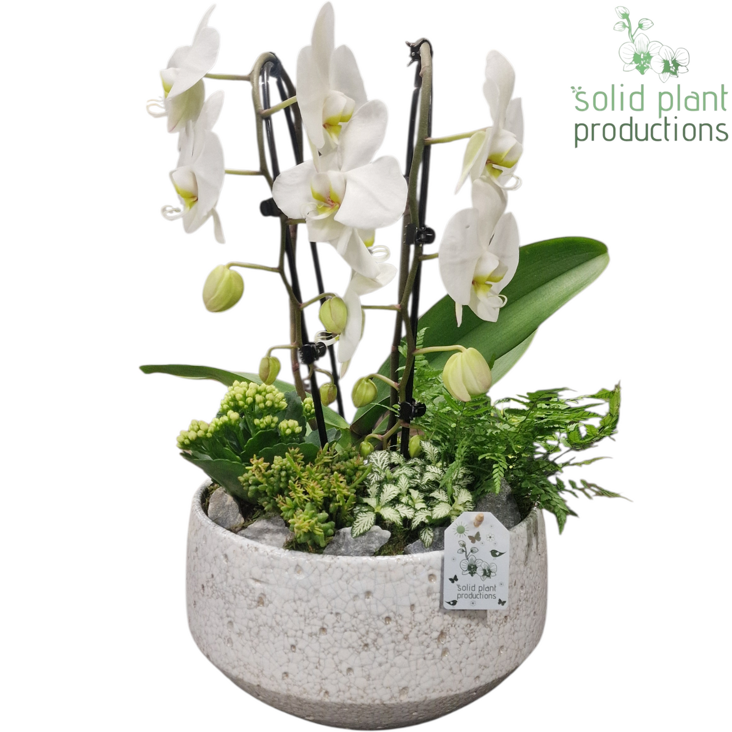 Solid Plant Productions PH110 Sophia Broken White Pack of 2