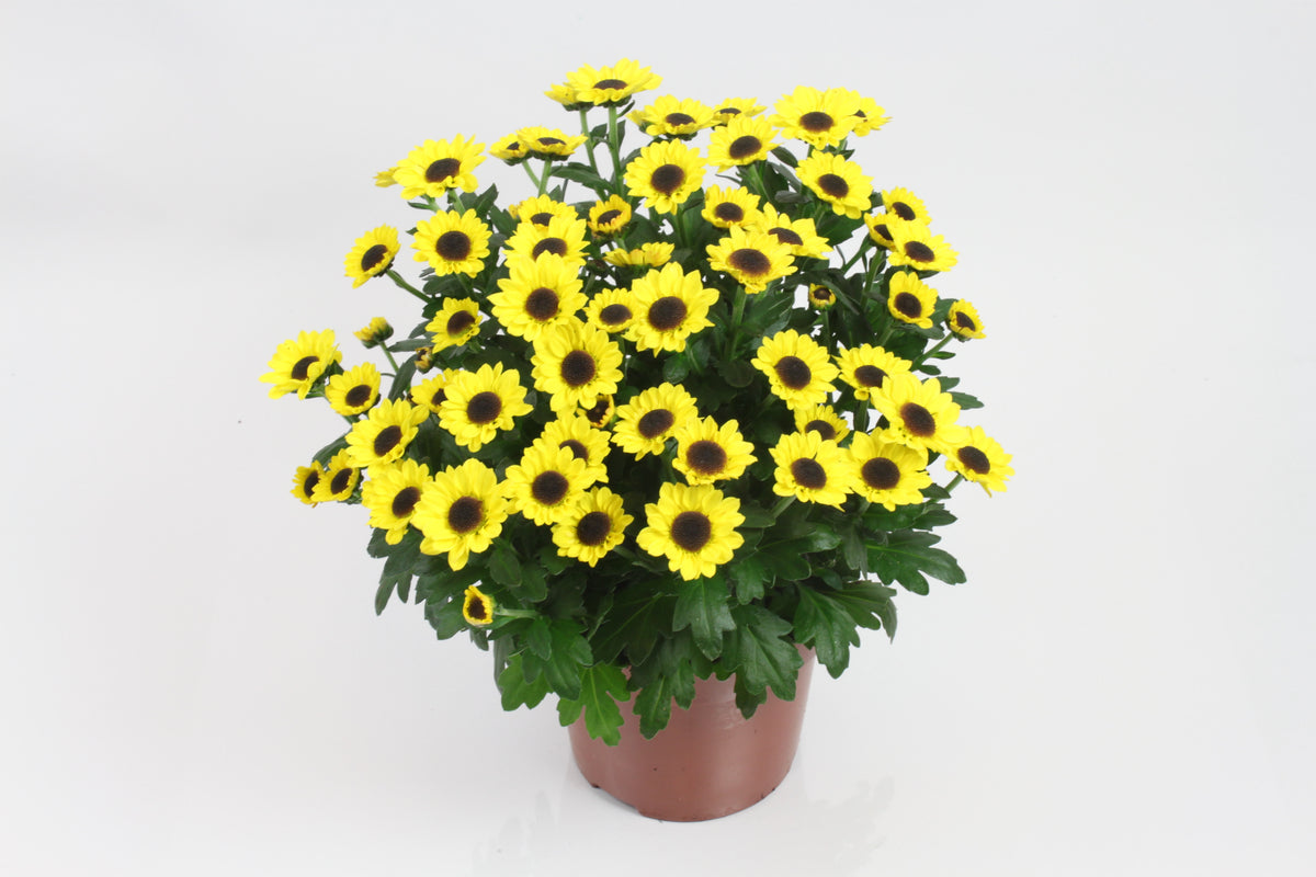 Chrysanthemum Sunny Day 21cm 12cm Pot