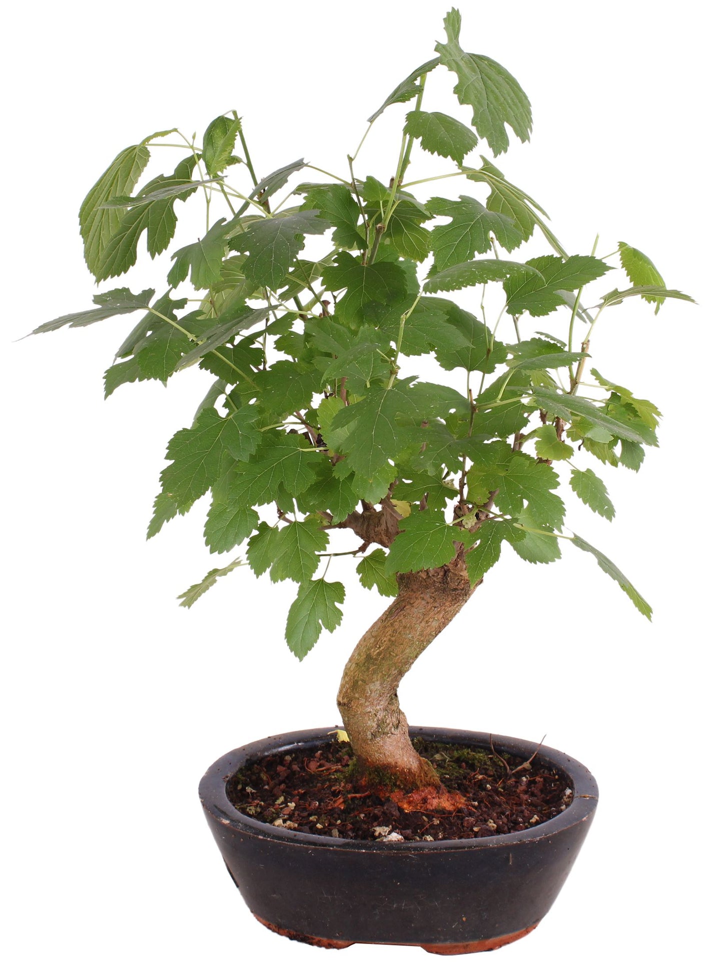 Bonsai Metasequoia Forest 45cm 20cm Pot
