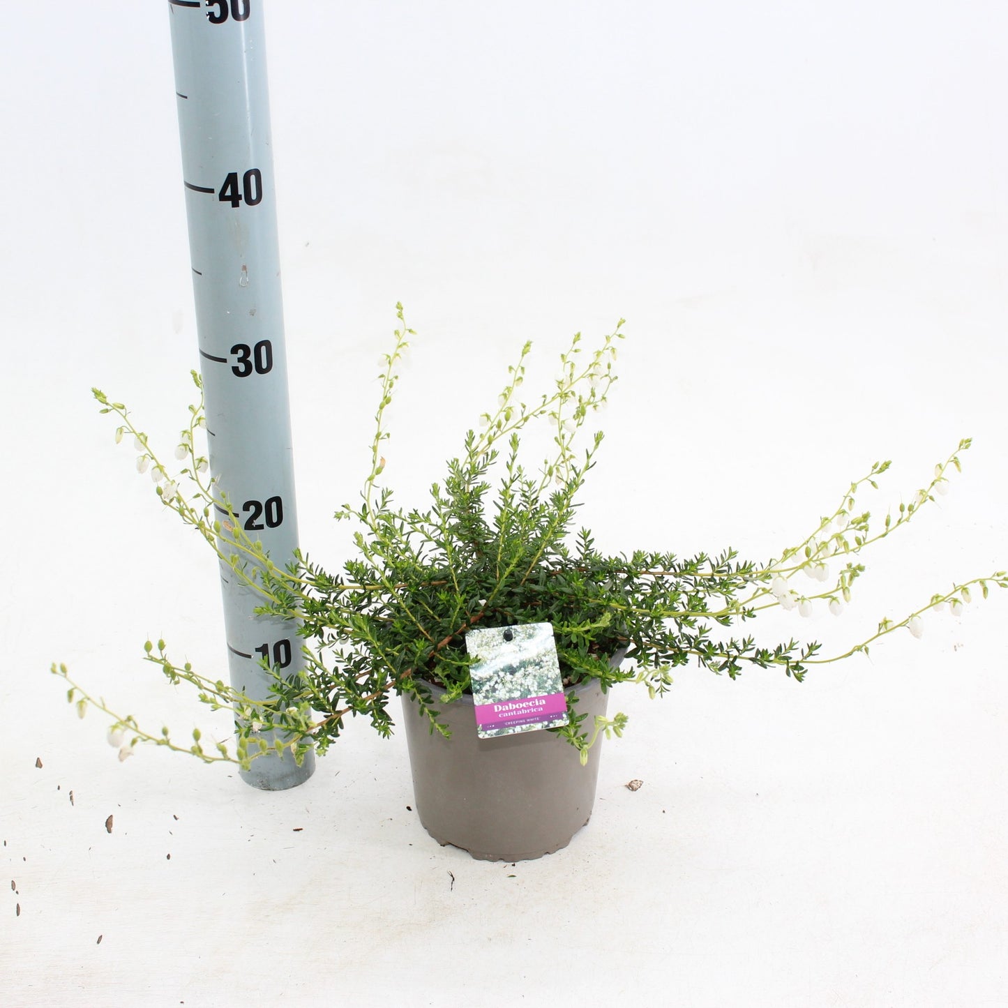 Daboecia cantabrica 20cm 15cm Pot