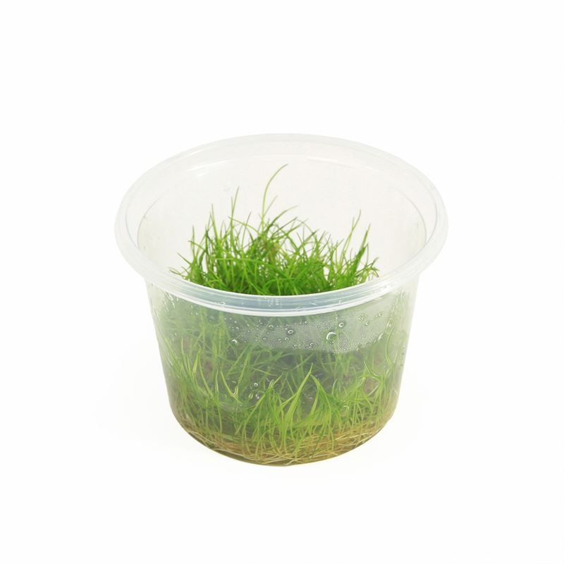 Aquarium plant mix 5cm 2cm Pot