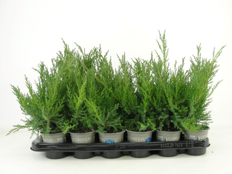 Juniperus chin. Blaauw 15cm 9cm Pot