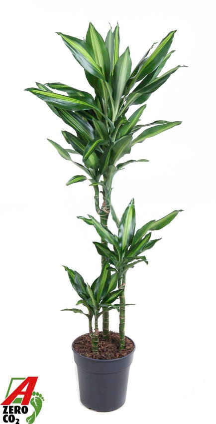 Dracaena fragrans Cintho 60-30-15 120cm 21cm Pot