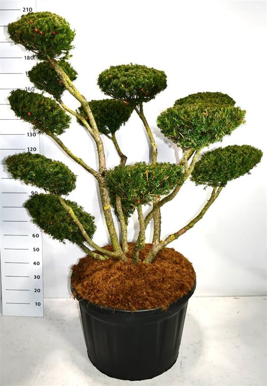 Taxus cuspidata 200cm 80cm Pot