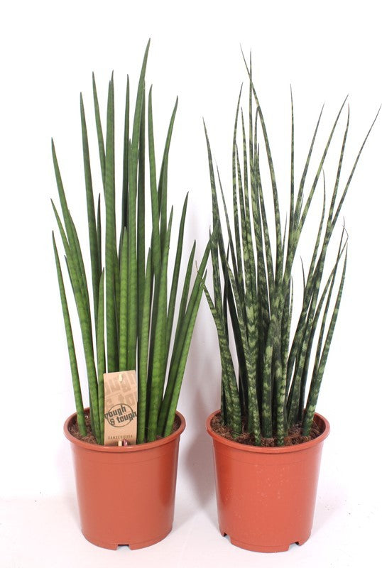 Sansevieria cylindrica 70cm 19cm Pot
