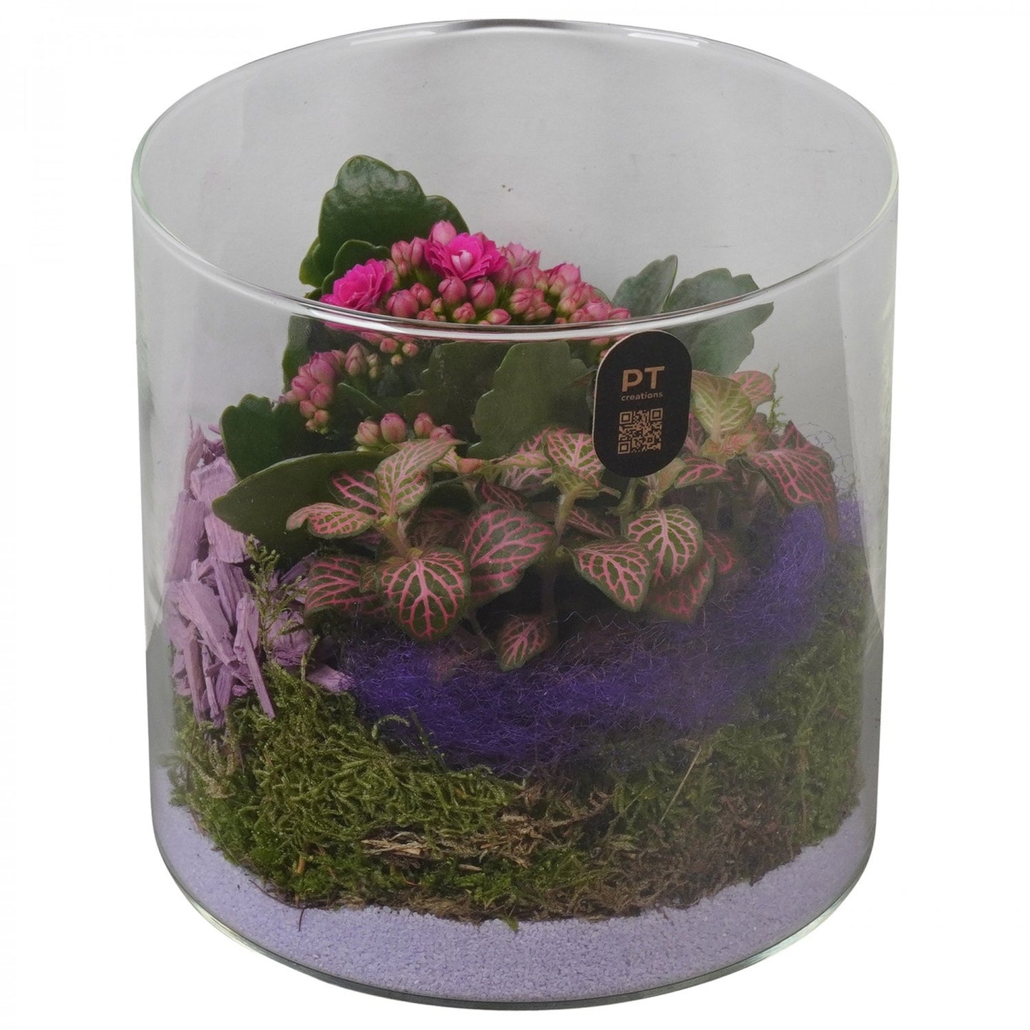 Indoor arrangement 15cm 15cm Pot