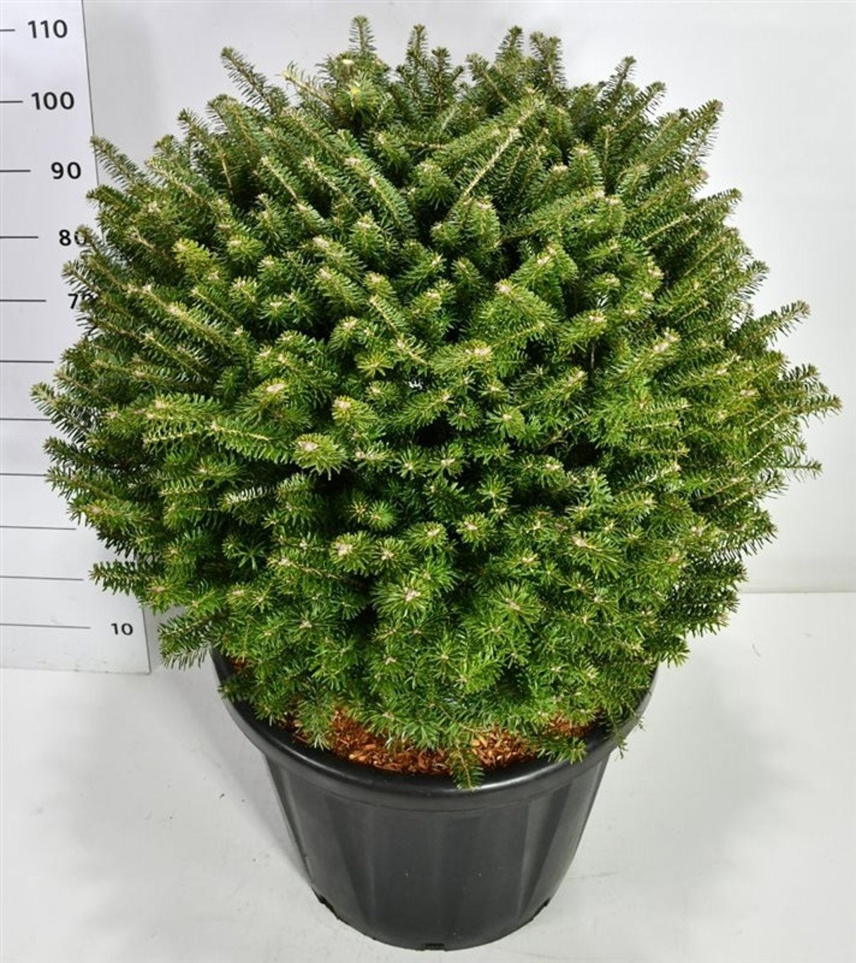 Abies koreana 120cm 58cm Pot
