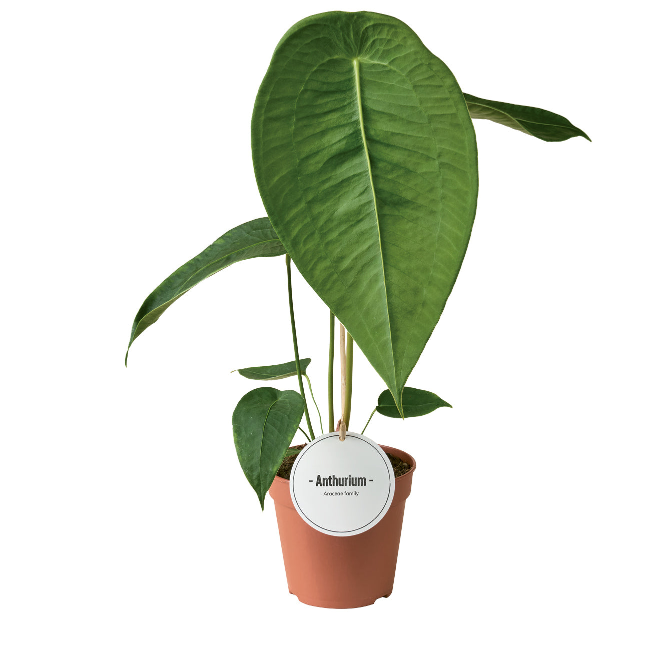 Anthurium andraeanum 45cm 12cm Pot