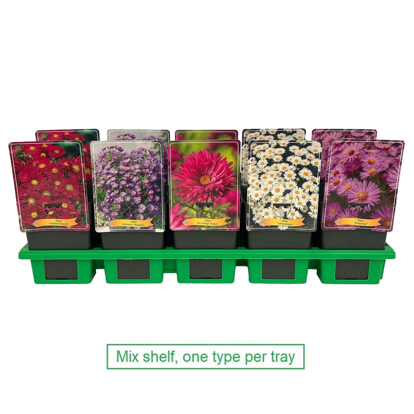 Aster mix 25cm 11cm Pot