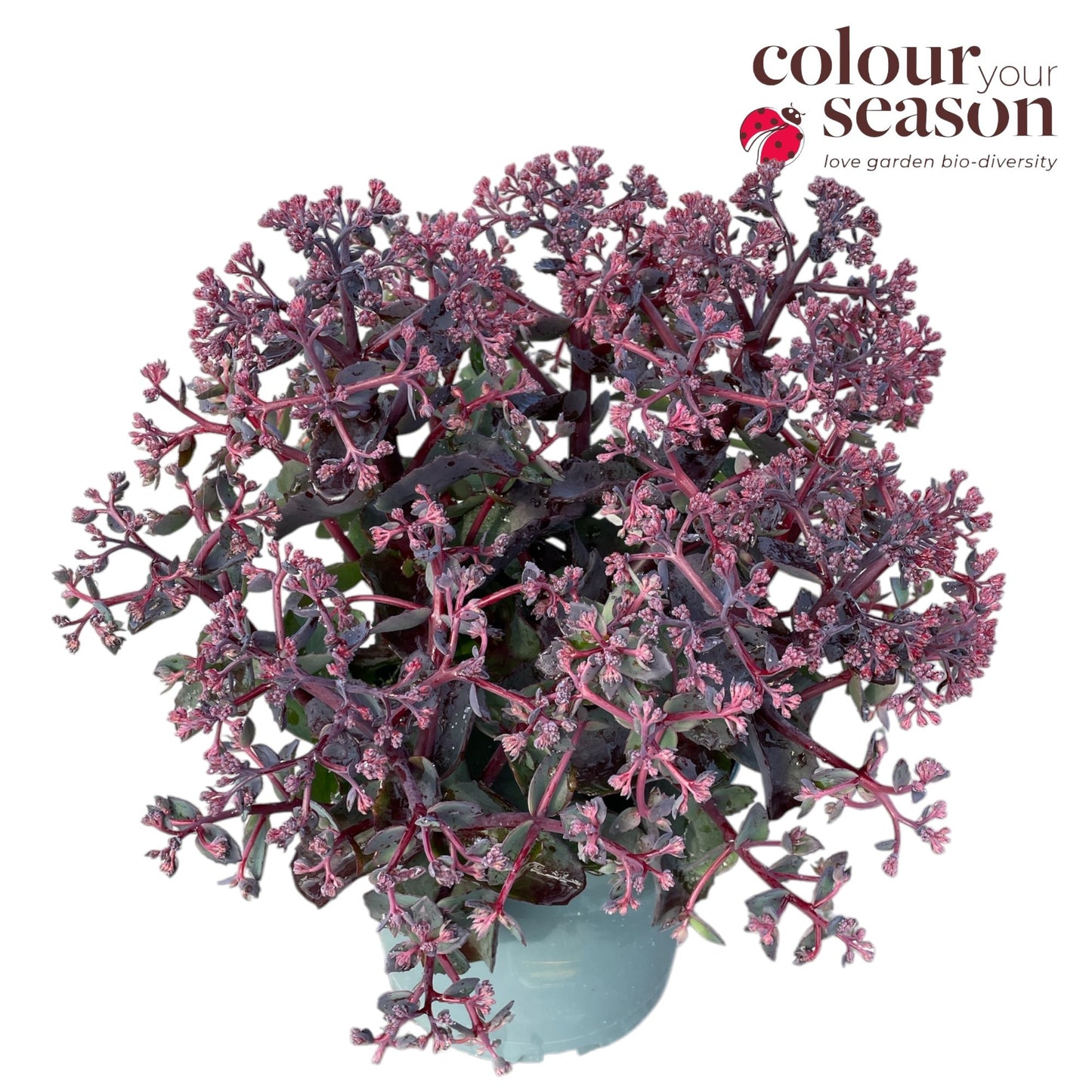 Sedum Seduction Rosé Soirée 45cm 19cm Pot