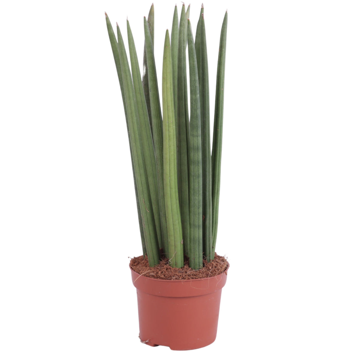 Sansevieria cylindrica 40cm 10.5cm Pot