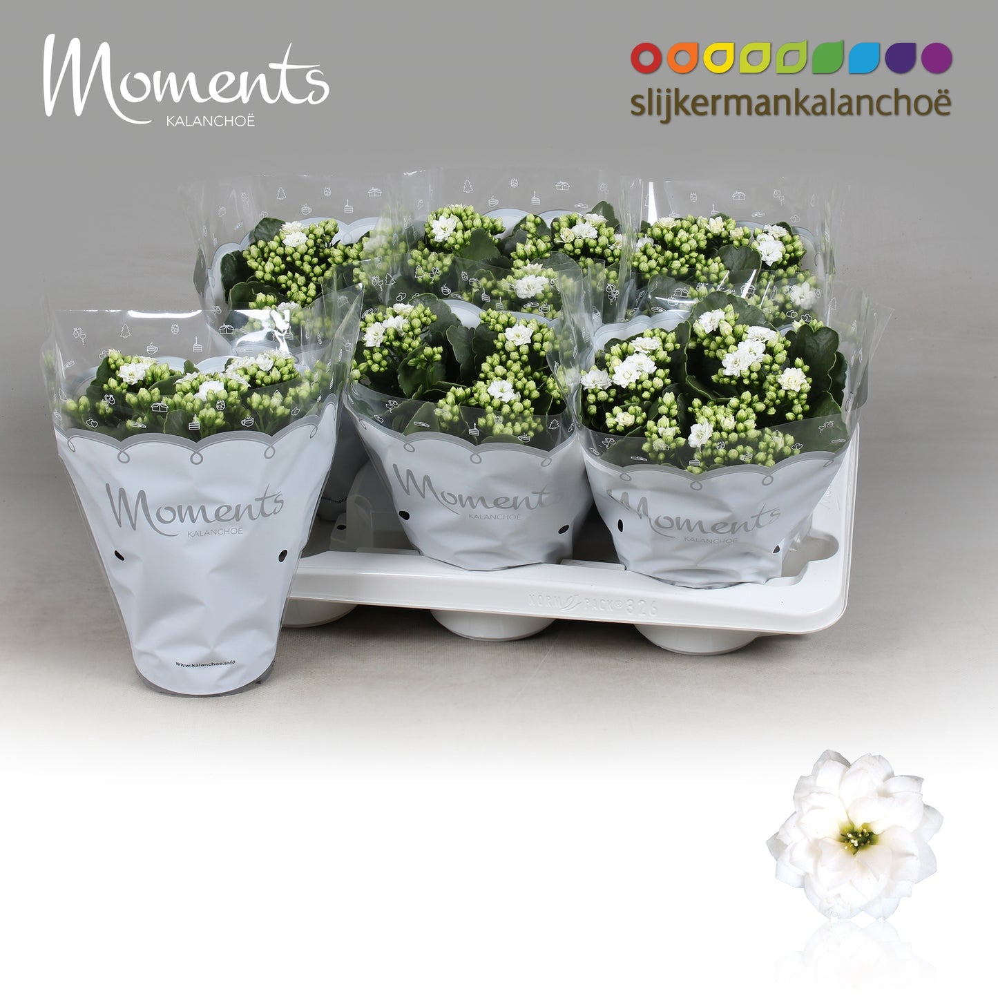 Kalanchoe Skydive White 26cm 15cm Pot