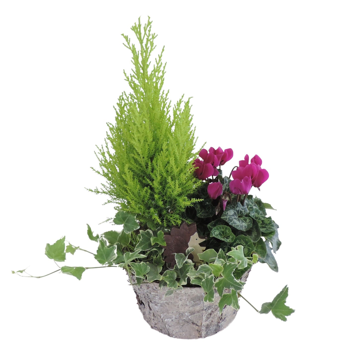 Outdoor arrangement 40cm 20cm Pot