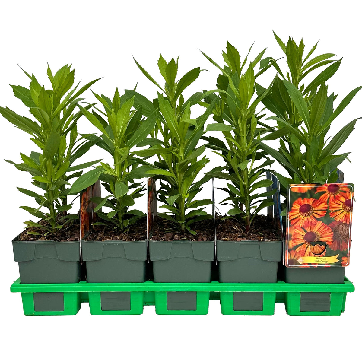 Helenium mix 25cm 11cm Pot