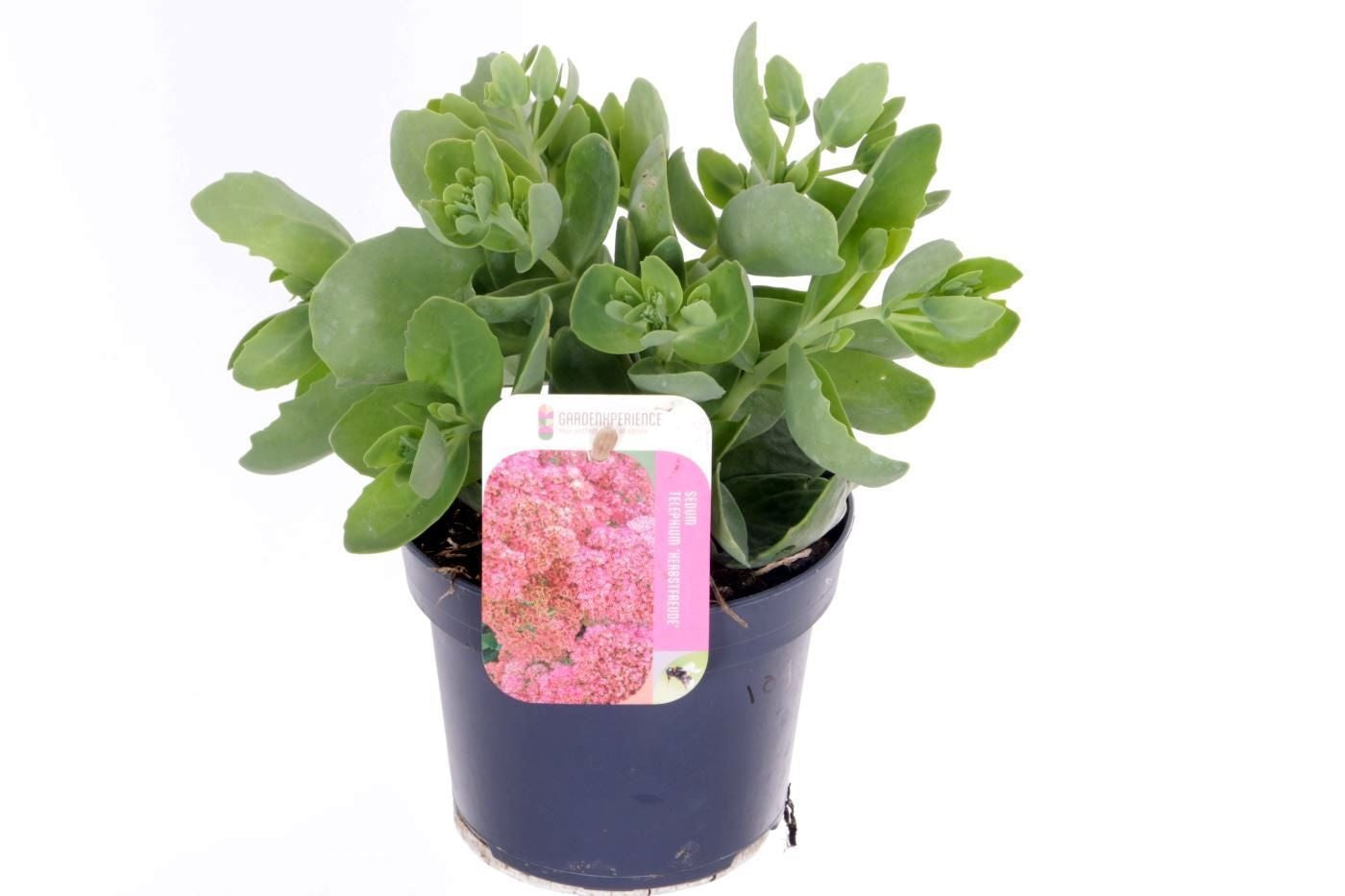 Sedum Herbstfreude 35cm 13cm Pot