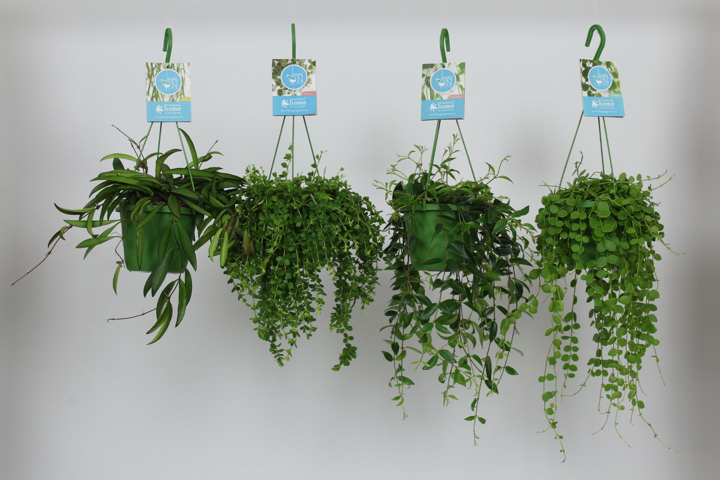 Foliage houseplants mix 40cm 14cm Pot