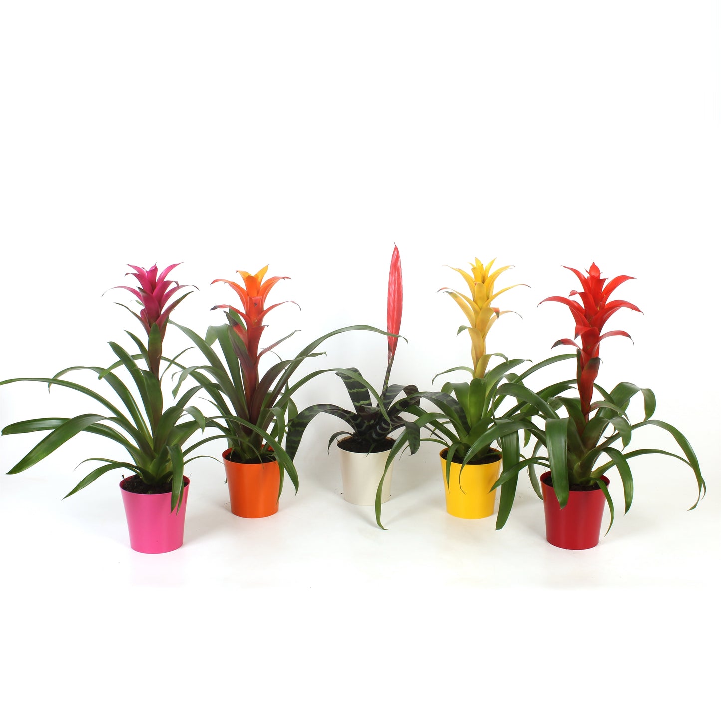 Bromelia mix 40cm 13cm Pot
