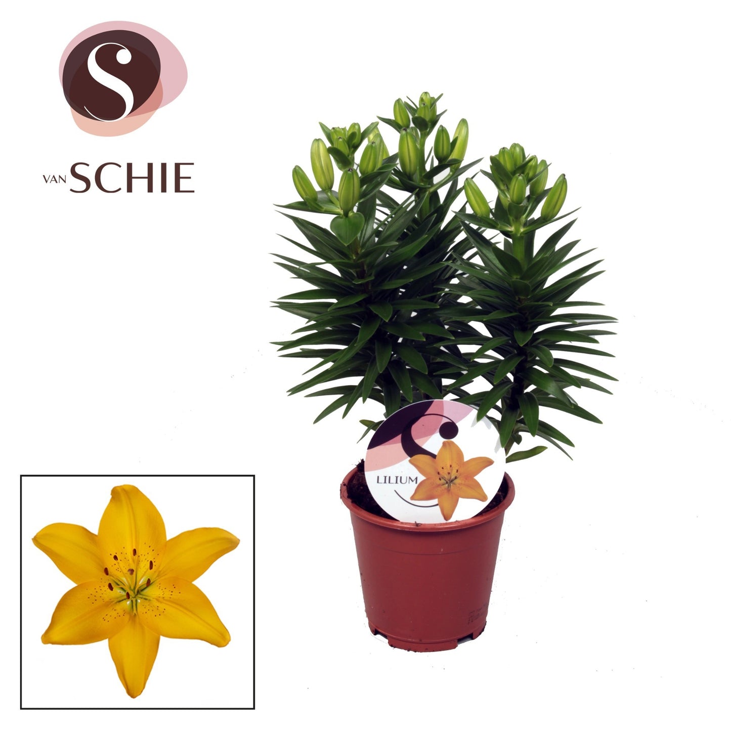 Lilium az. Golden Matrix 35cm 13cm Pot