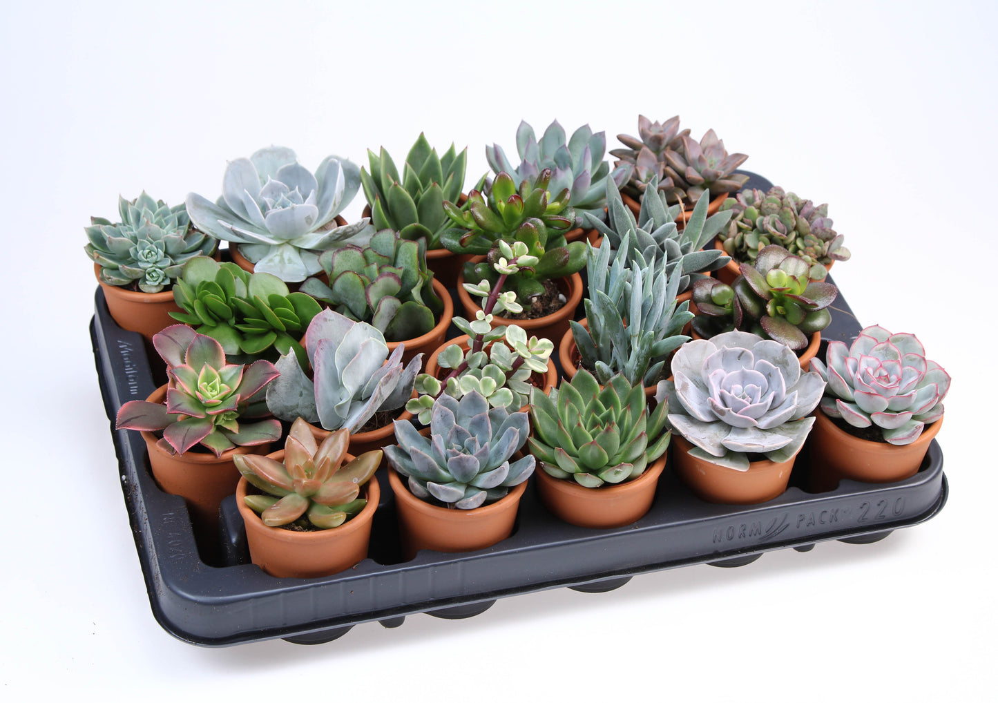 Succulent rozenpot 10cm 7cm Pot