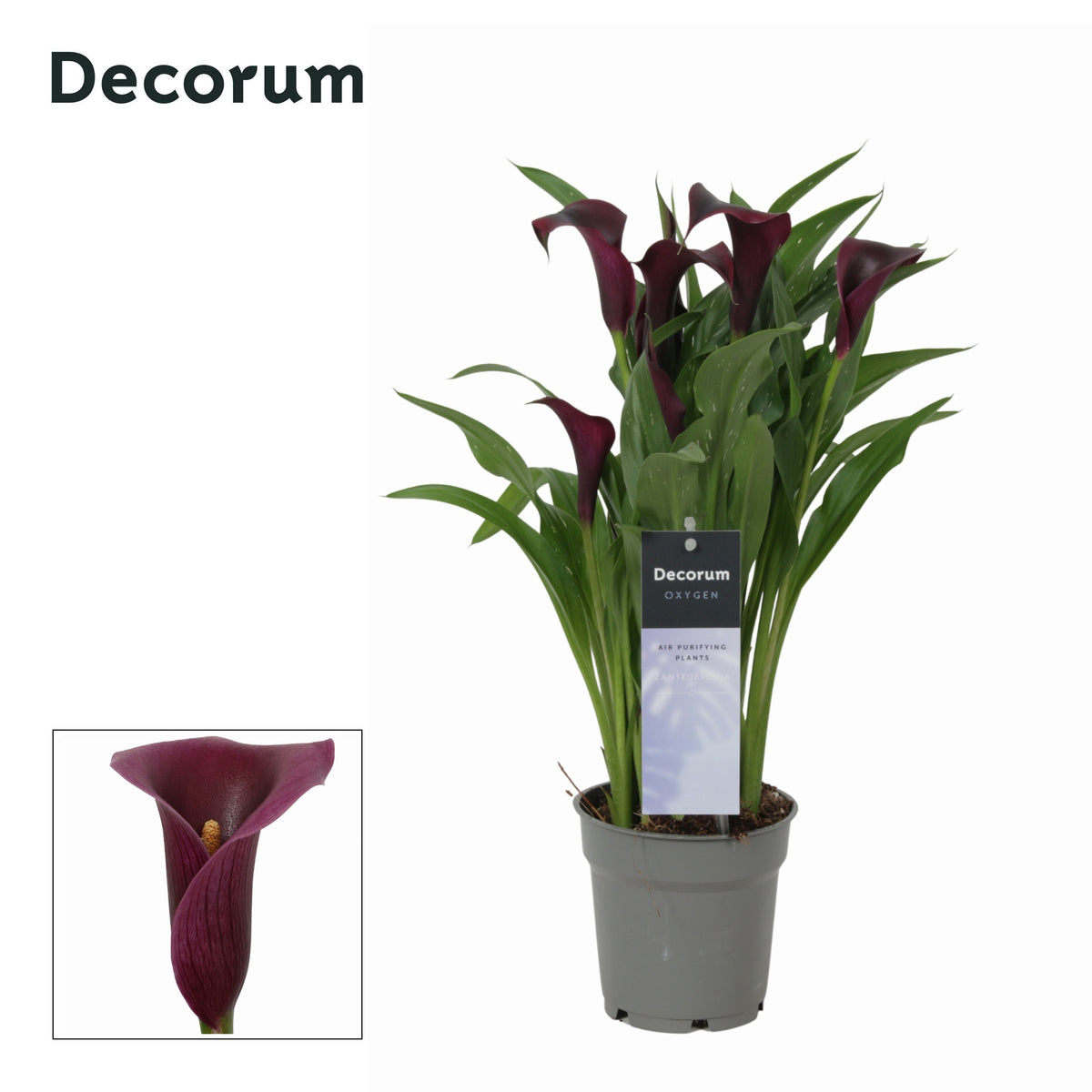 Zantedeschia Paco 35cm 12cm Pot