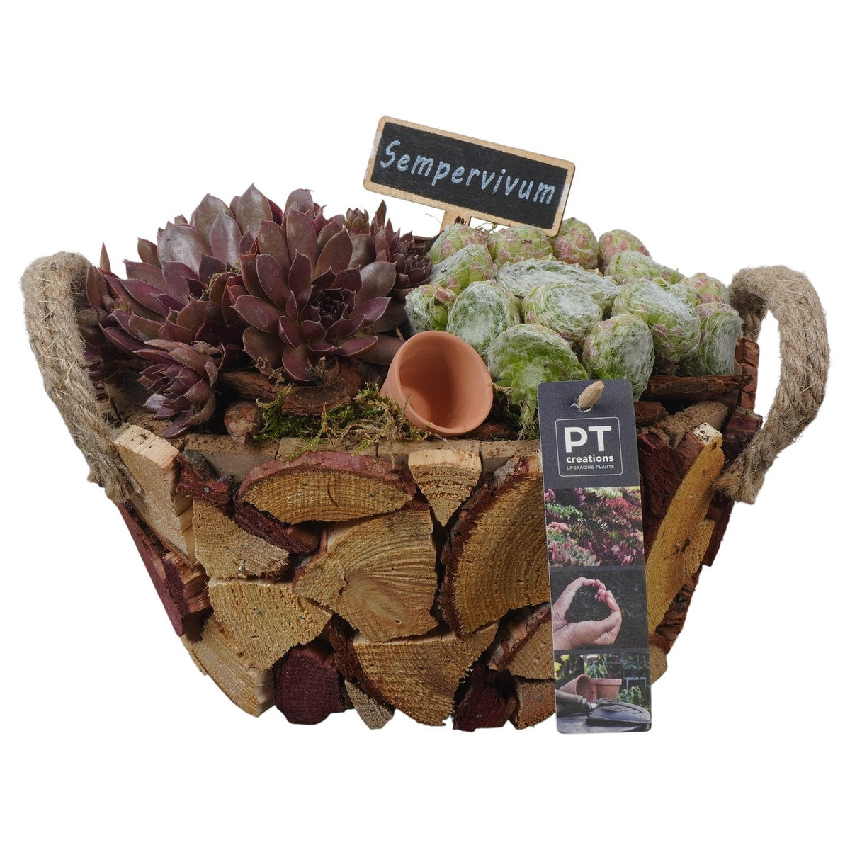 arr. Sempervivum 19cm 23cm Pot