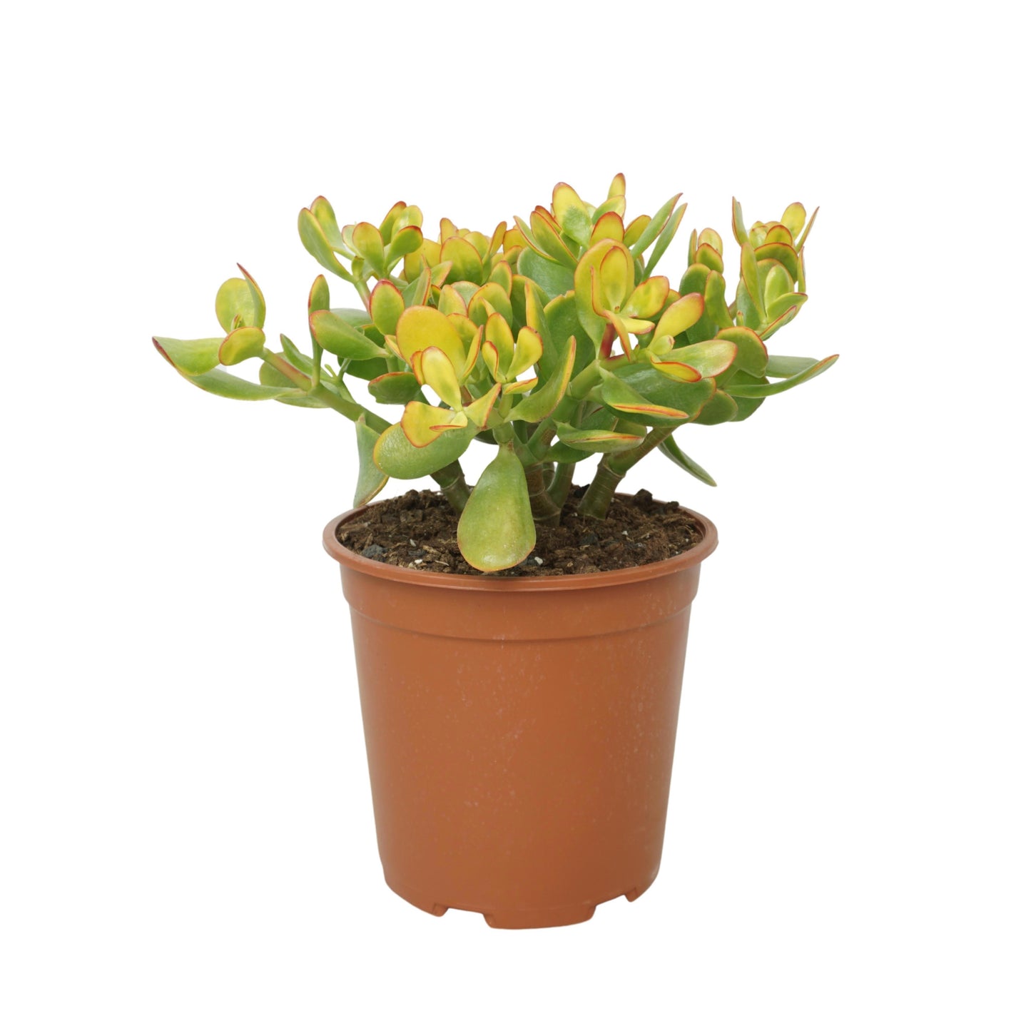 Crassula Sunset 40cm 24cm Pot