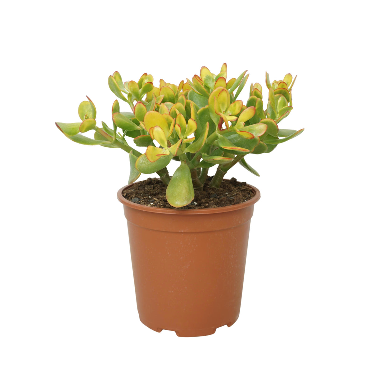 Ubink BV, hkw. Crassula Sunset Pack of 2