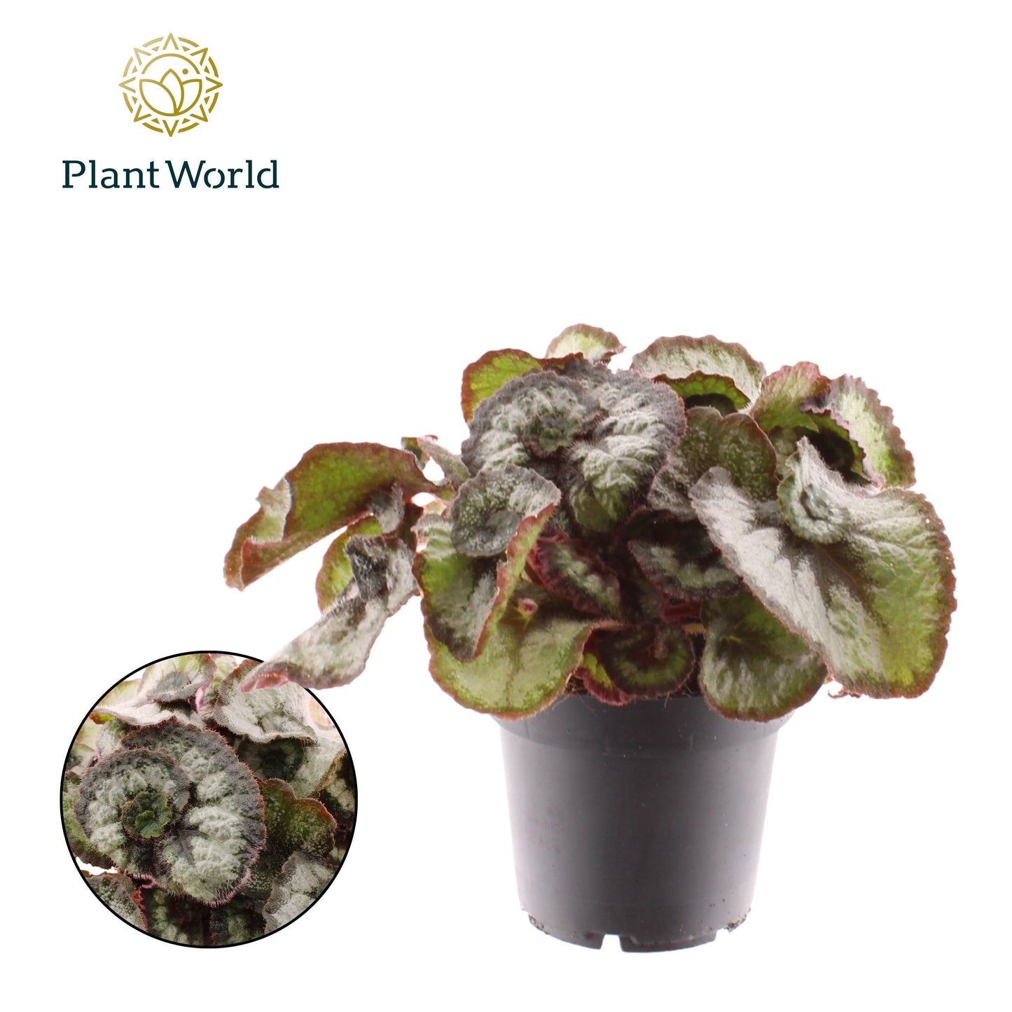 Begonia rex Prinsess Hanover 25cm 12cm Pot