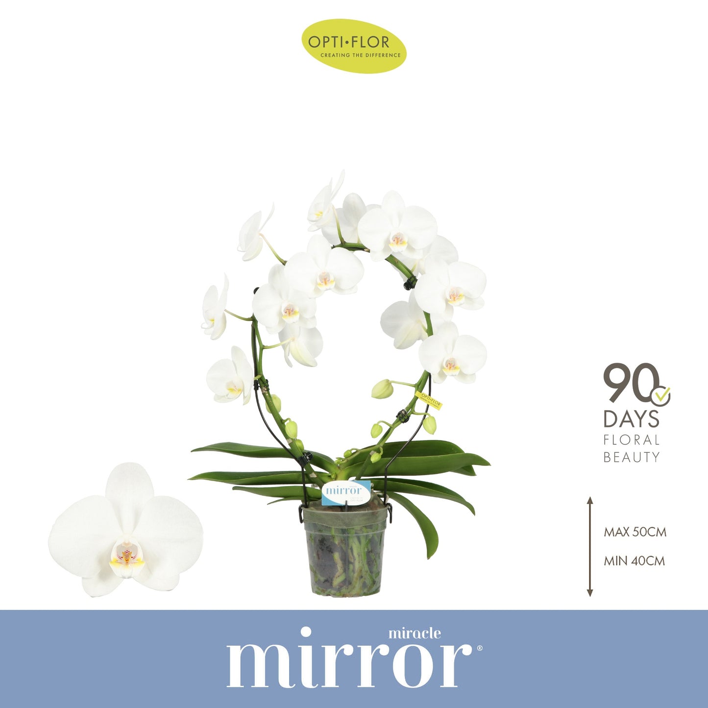 Phalaenopsis Mirror Miracle white 50cm 12cm Pot