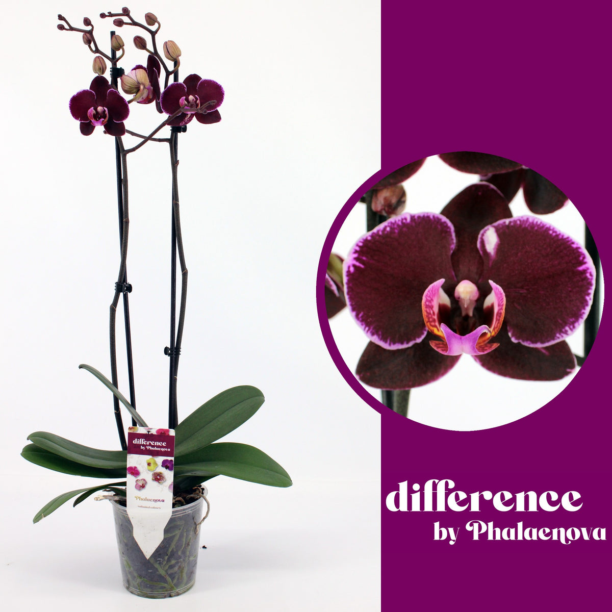 Phalaenopsis Debora 65cm 12cm Pot